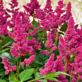 /images/plants/Astilbe_Veronica_Klose.jpg