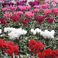 /images/plants/Cyclamen_Metalis_Mix.jpg