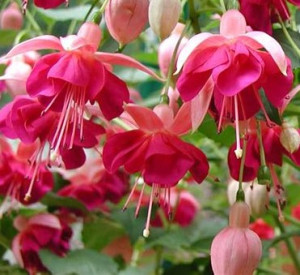 /images/plants/Fuchsia_Garden_News.jpg