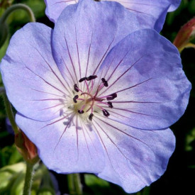 /images/plants/Geranium_Azure_Rush.jpg