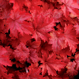 /images/plants/Heuchera_Fire_Chief.jpg