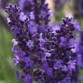 /images/plants/Lavandula_Blue_Spear.jpg