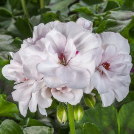 /images/plants/Pelargonium__Geranium__Ivy_Leaf_White.jpg