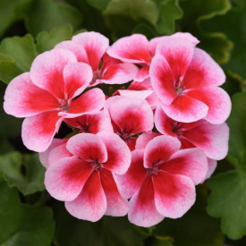 /images/plants/Pelargonium__Geranium__Marcada_Pink_with_Purple_Eye.jpg