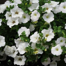 /images/plants/Petunia_Surfinia_Snow.jpg