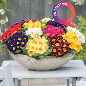 /images/plants/Primula-vulgaris-Esna-F1-PrimeTime-Mix.jpg
