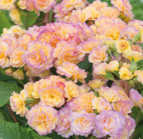 /images/plants/Primula_Pretty_Polly_Blushing_Peach.jpg