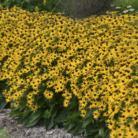 /images/plants/Rudbeckia_Little_GoldStar.jpg