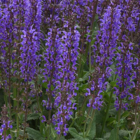 /images/plants/Salvia_Blue_By_You.jpg