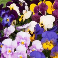 /images/plants/Viola_EVO_Mini_Spring_Select_Mix.jpg
