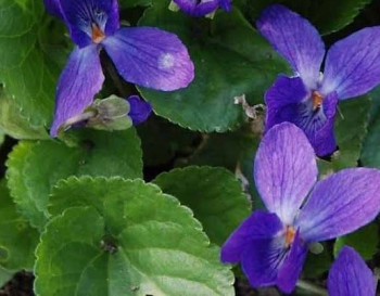 /images/plants/Viola_odorata_Konigin_Charlotte.jpg