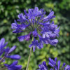 /images/plants/Agapanthus_Brilliant_Blue.jpg