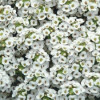/images/plants/Alyssum_Clear_Crystal_White.jpg