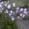 /images/plants/Anemone_Wild_Swan.jpg