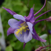 /images/plants/Aquilegia_Earlybird____Purple_Blue.jpg