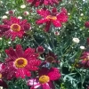 /images/plants/Argyranthemum-Madeira-Red.jpg