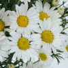 /images/plants/Argyranthemum_frutescens_Everest.jpg