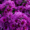 /images/plants/Aster_Pink_Crush.jpg