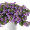 /images/plants/Bacopa_Megacopa_Purple.jpg