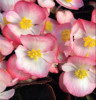 /images/plants/Begonia_Devil_Coral_Bicolour.jpg