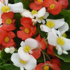 /images/plants/Begonia_Hula_Mixed.jpg