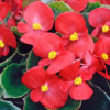 /images/plants/Begonia_Quick_Red.jpg
