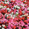 /images/plants/Begonia_Supreme_Mixed.jpg