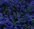 /images/plants/Ceanothus_Blue_Sapphire.jpg
