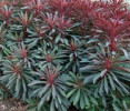 /images/plants/Euphorbia_Miner_s_Merlot.jpg
