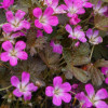 /images/plants/Geranium_Orkney_Cherry.jpg