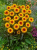 /images/plants/Heliopsis-Funky-Spinner-.jpeg