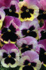 /images/plants/Pansy-EVO-F1-Rosy-Sunset.jpg