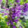 /images/plants/Salvia_Rockin_Lavender.jpg