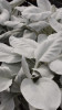 /images/plants/Senecio-Angel-Wings.jpg