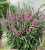 /images/plants/Veronica-spicata-Anniversary-Rose.jpg