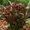 /images/plants/Viburnum_coppertop.jpg